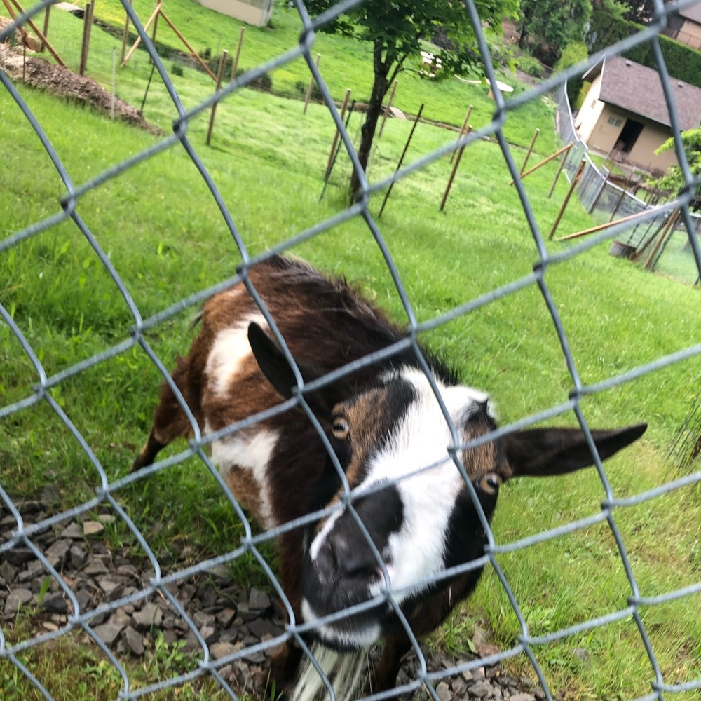 Meet your Posher, Ella